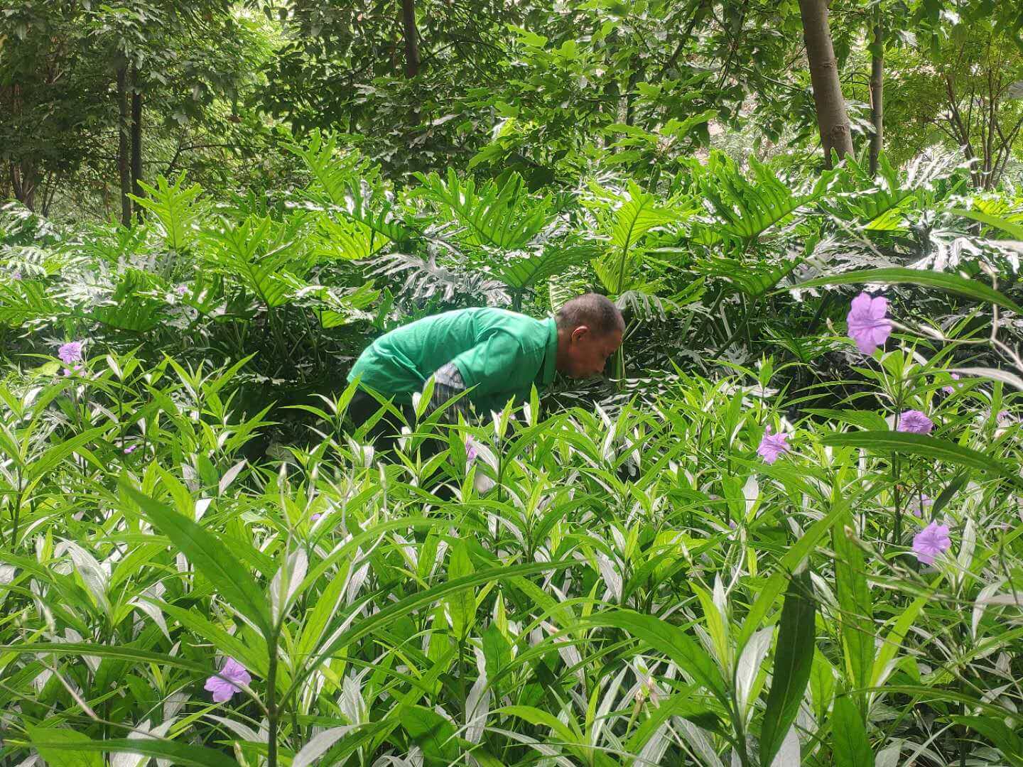 小區(qū)綠化養(yǎng)護(hù)植物的種類