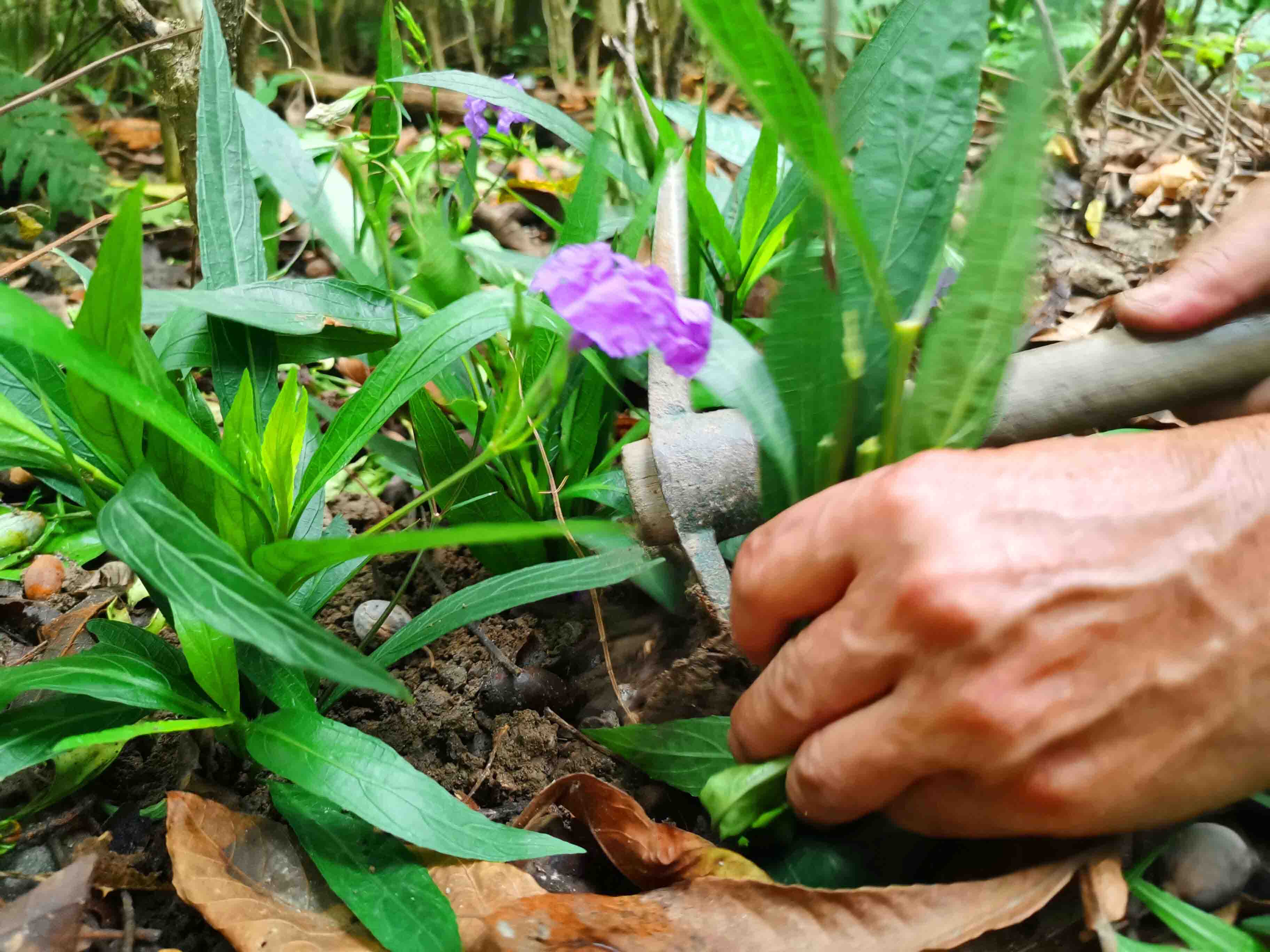 園林綠化養(yǎng)護(hù)地栽花卉和盆景花卉的管理