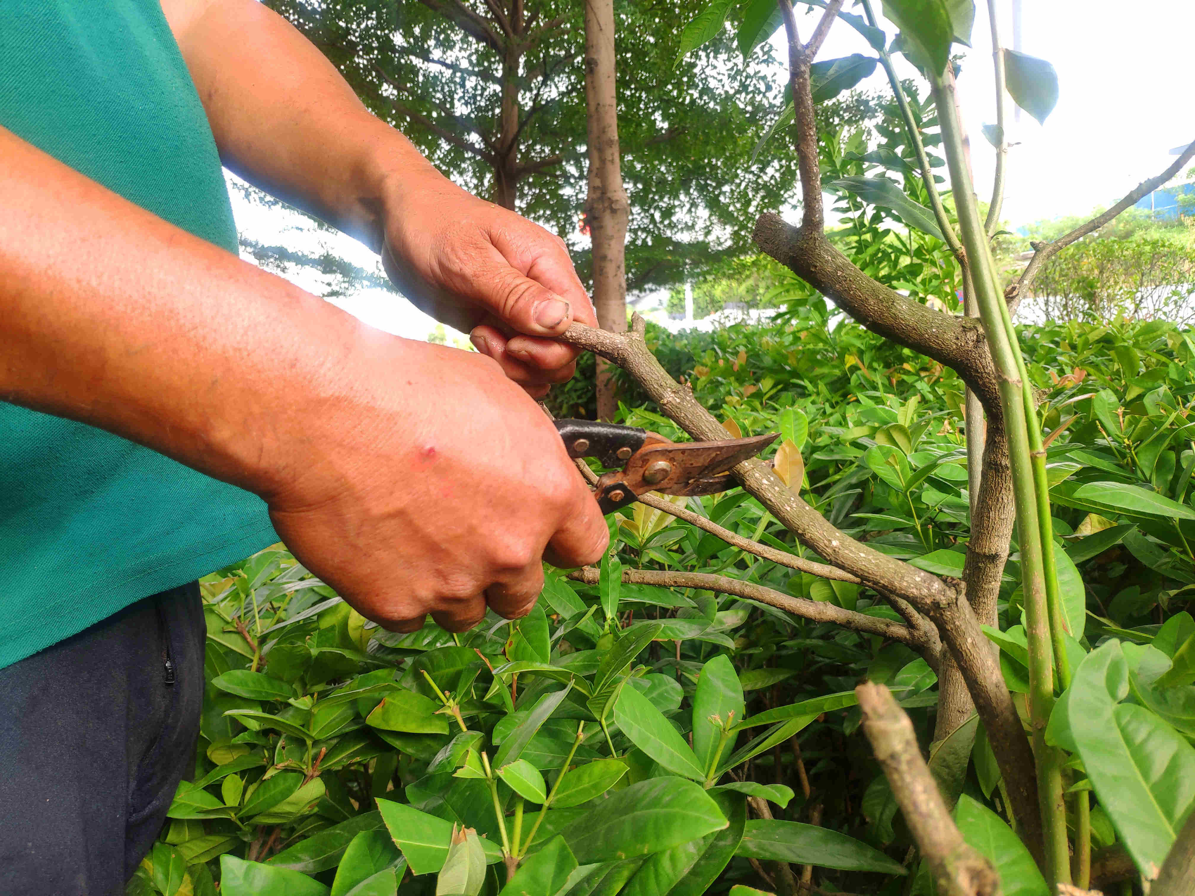 園林綠化公司植物修剪