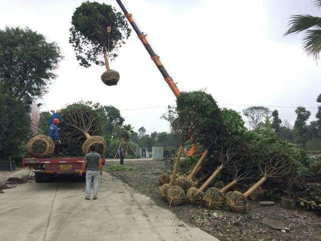 園林綠化工程大型喬木移栽