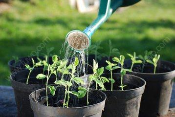 盆栽植物澆水