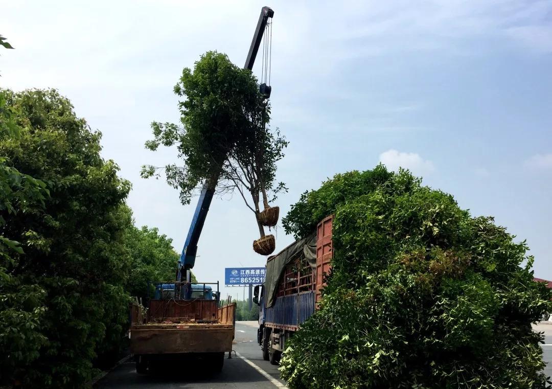 綠化苗木移植運(yùn)輸