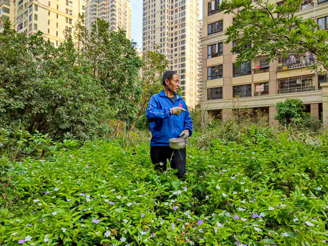 怡軒園林綠化工人正在施肥