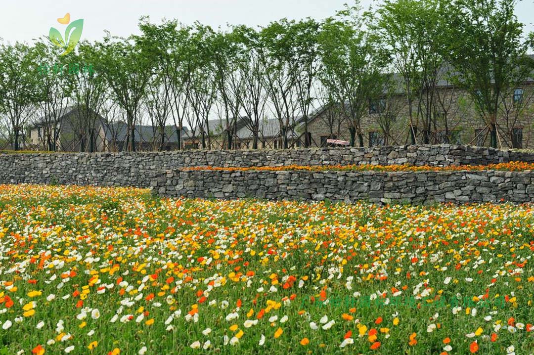 宿遷三臺山森林公園衲田花海景觀設計效果圖