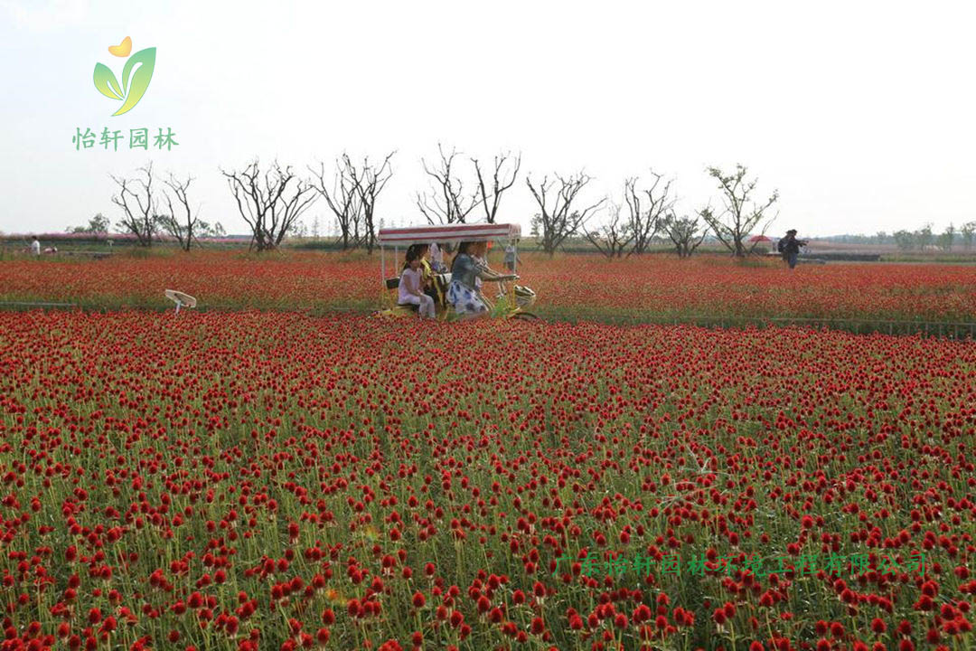 宿遷三臺山森林公園衲田花海景觀設計效果圖