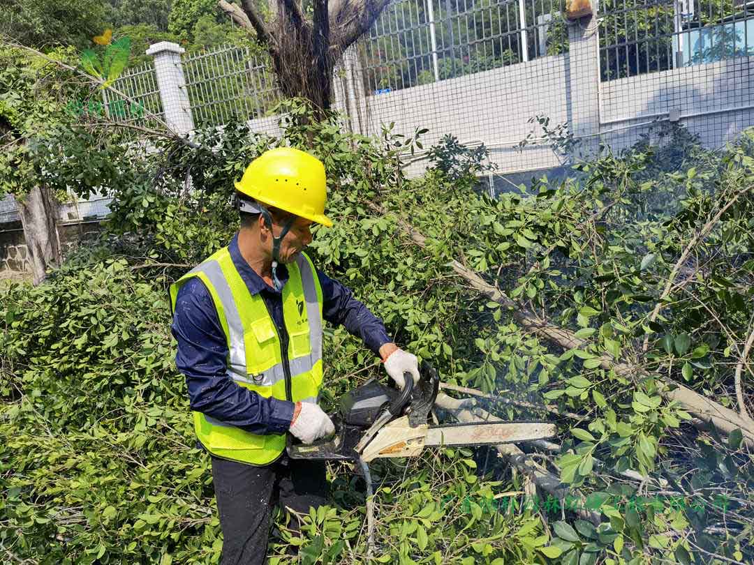 怡軒園林綠化公司修剪工人鋸掉榕樹(shù)的樹(shù)枝