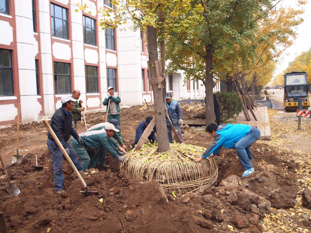 園林綠化工程施工過程中苗木的移植工作