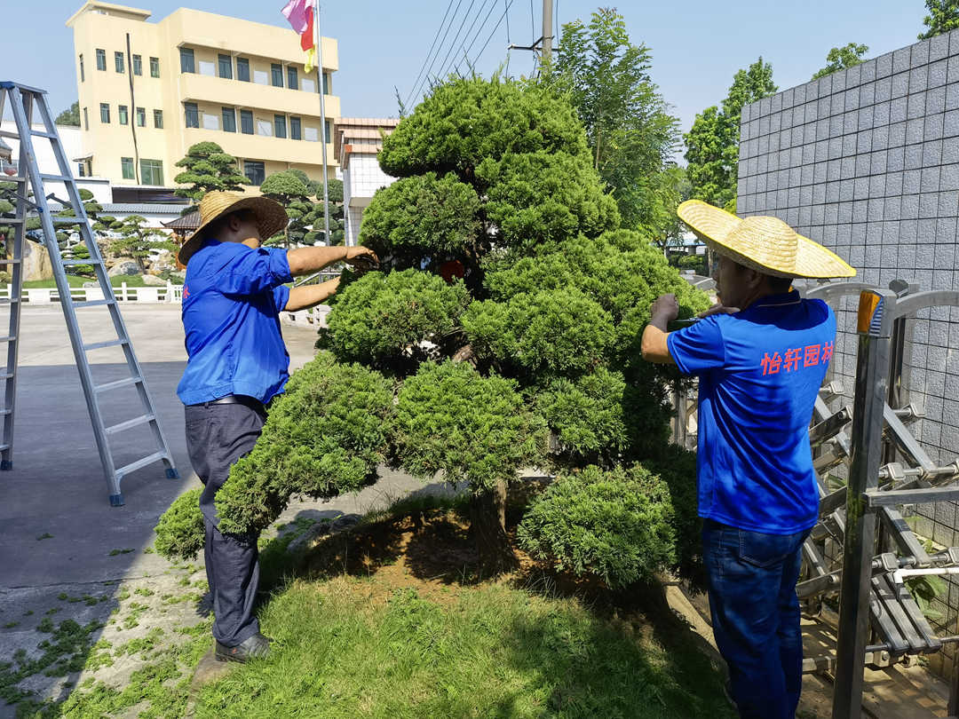 園林綠化工程景觀樹造型