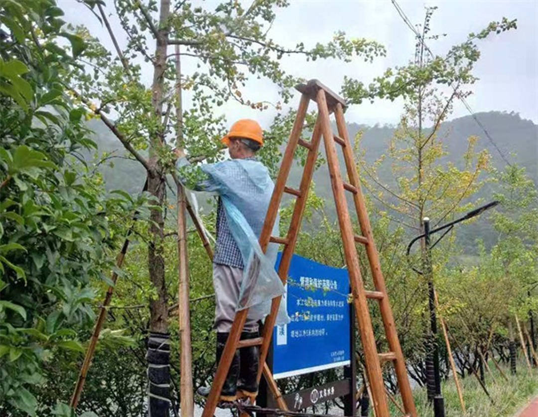 園林綠化工程移植大樹的支撐