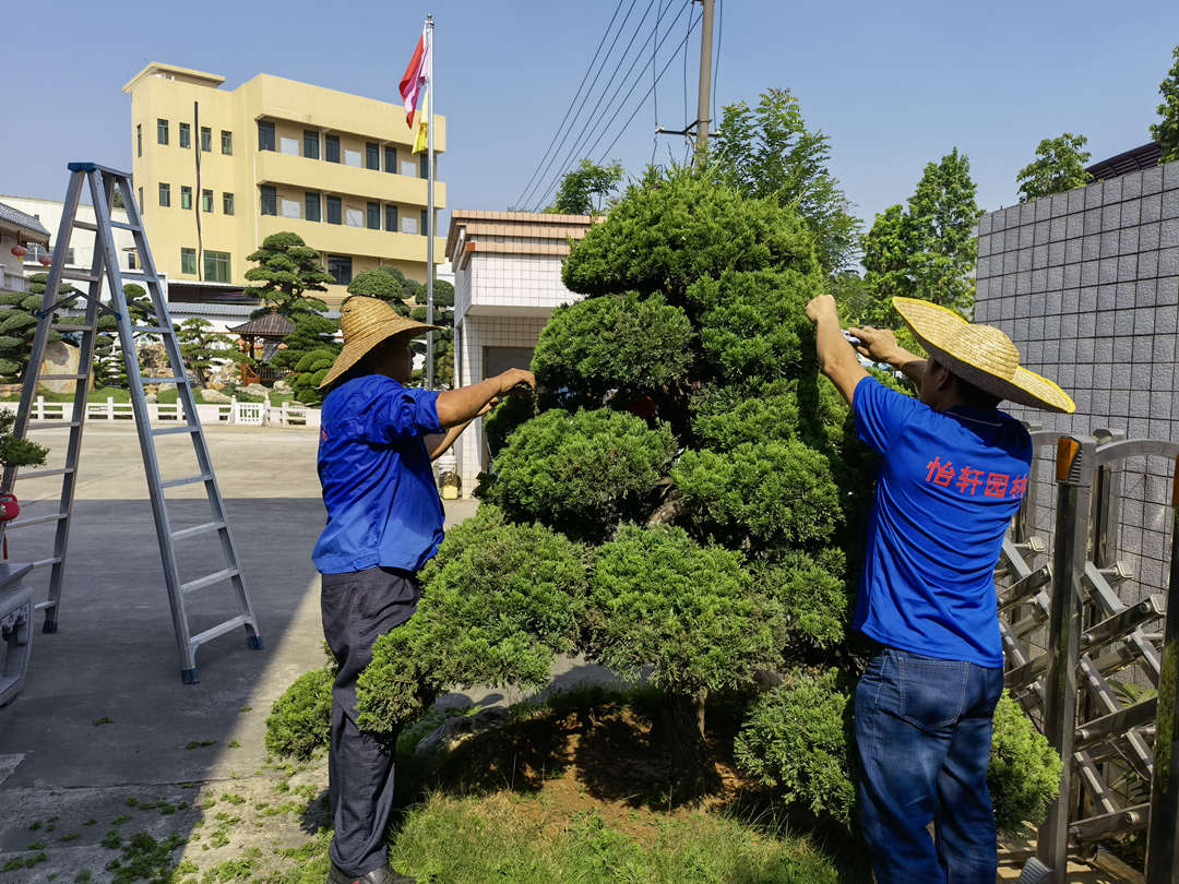 園林綠化養(yǎng)護(hù)修剪技術(shù)