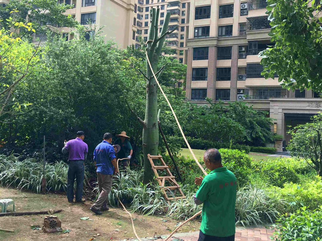 園林綠化工程大樹移植