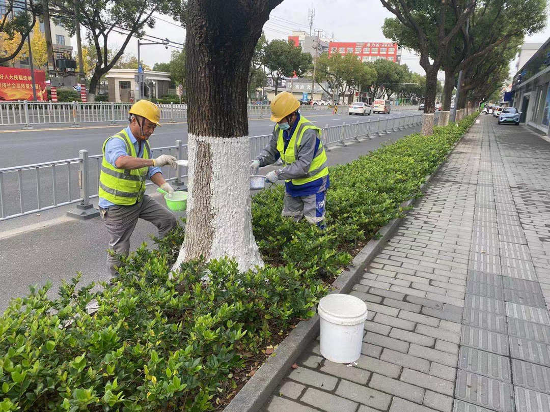 里水城區(qū)道路綠化苗木涂白