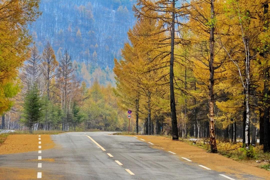 道路景觀設(shè)計植物的選擇