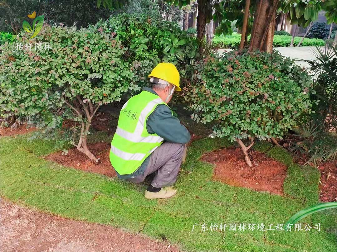 廣州雪域?yàn)懲バ^(qū)綠化養(yǎng)護(hù)工作現(xiàn)場圖