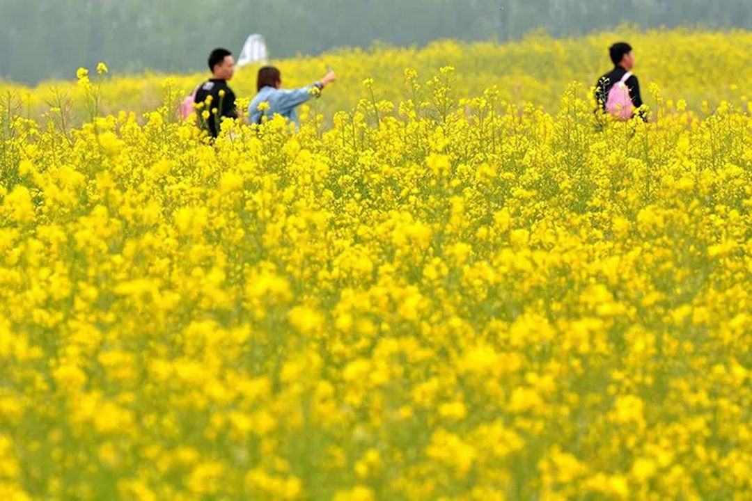 花海景觀設(shè)計