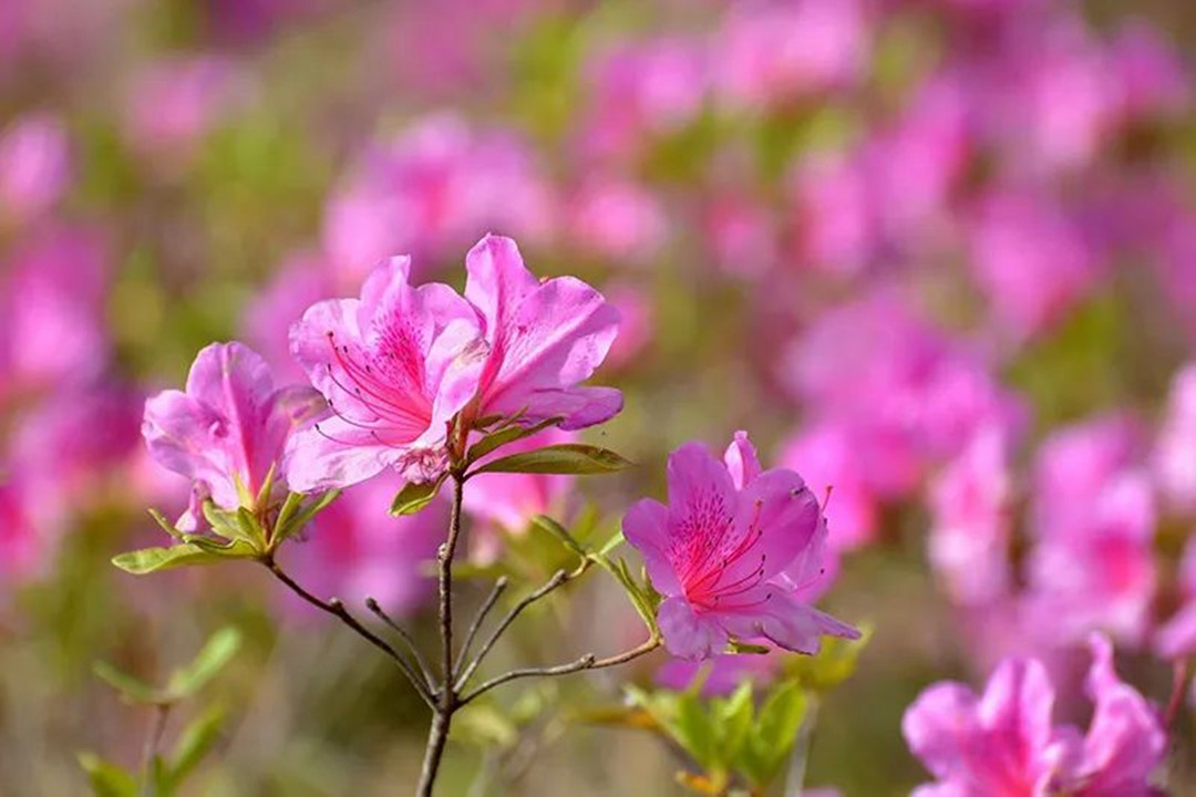 鮮艷的花海