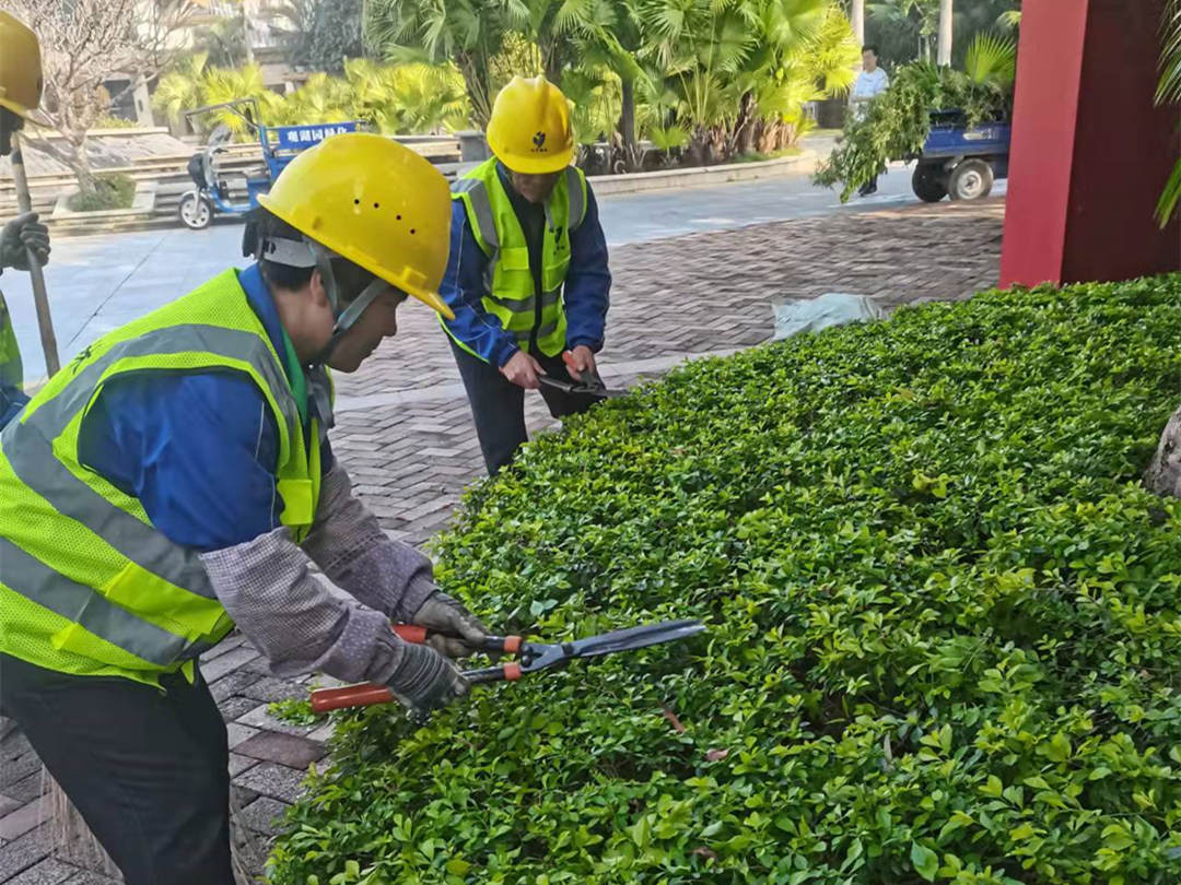 廣東怡軒園林綠化公司工人修剪灌叢