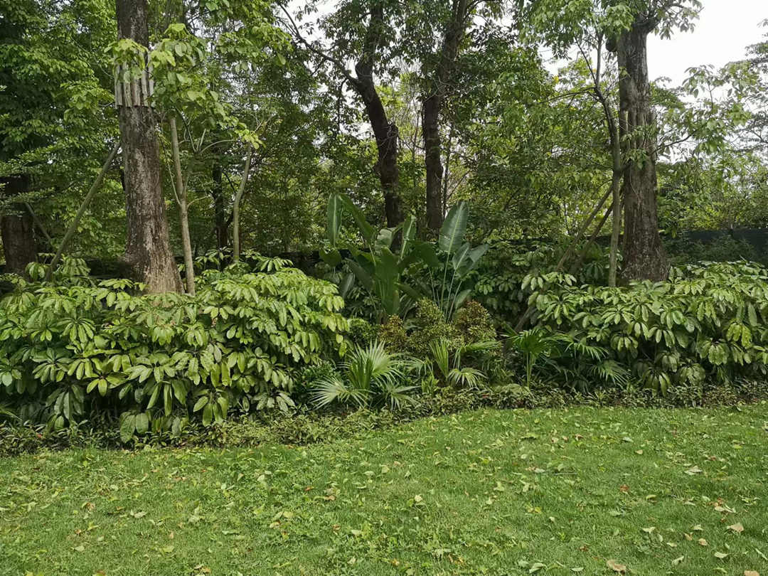 園林綠化工程地被植物的分類