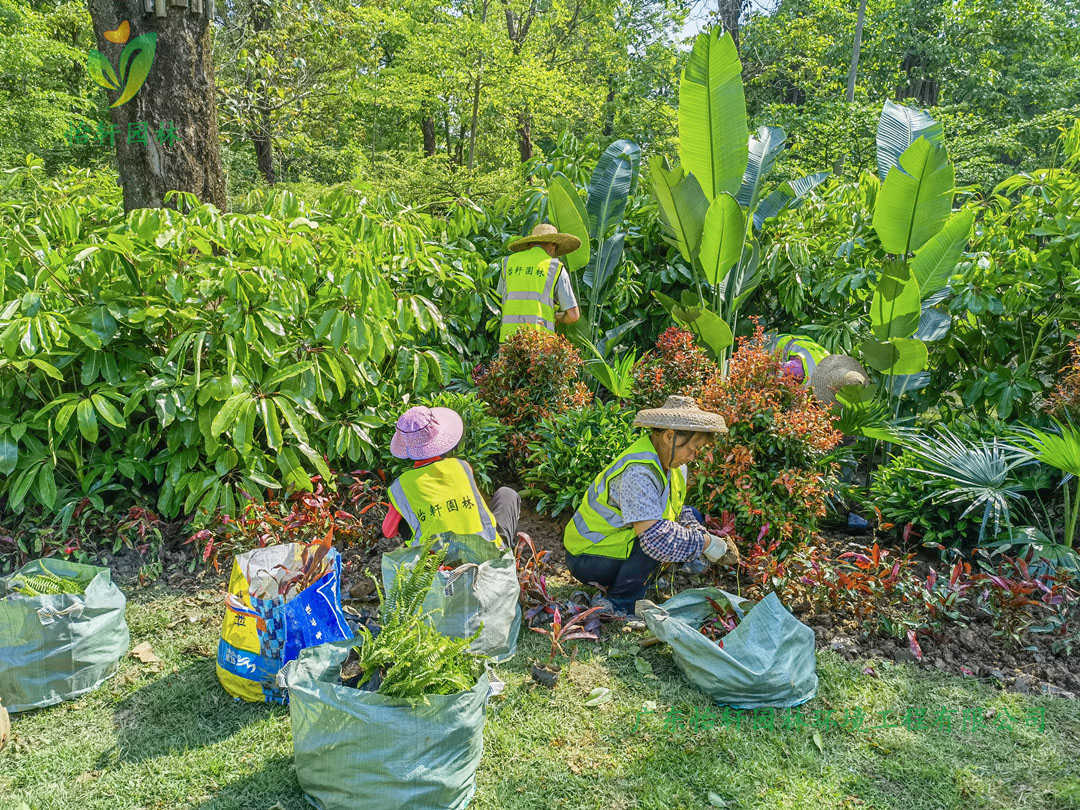 怡軒園林綠化公司工人正在施工種植