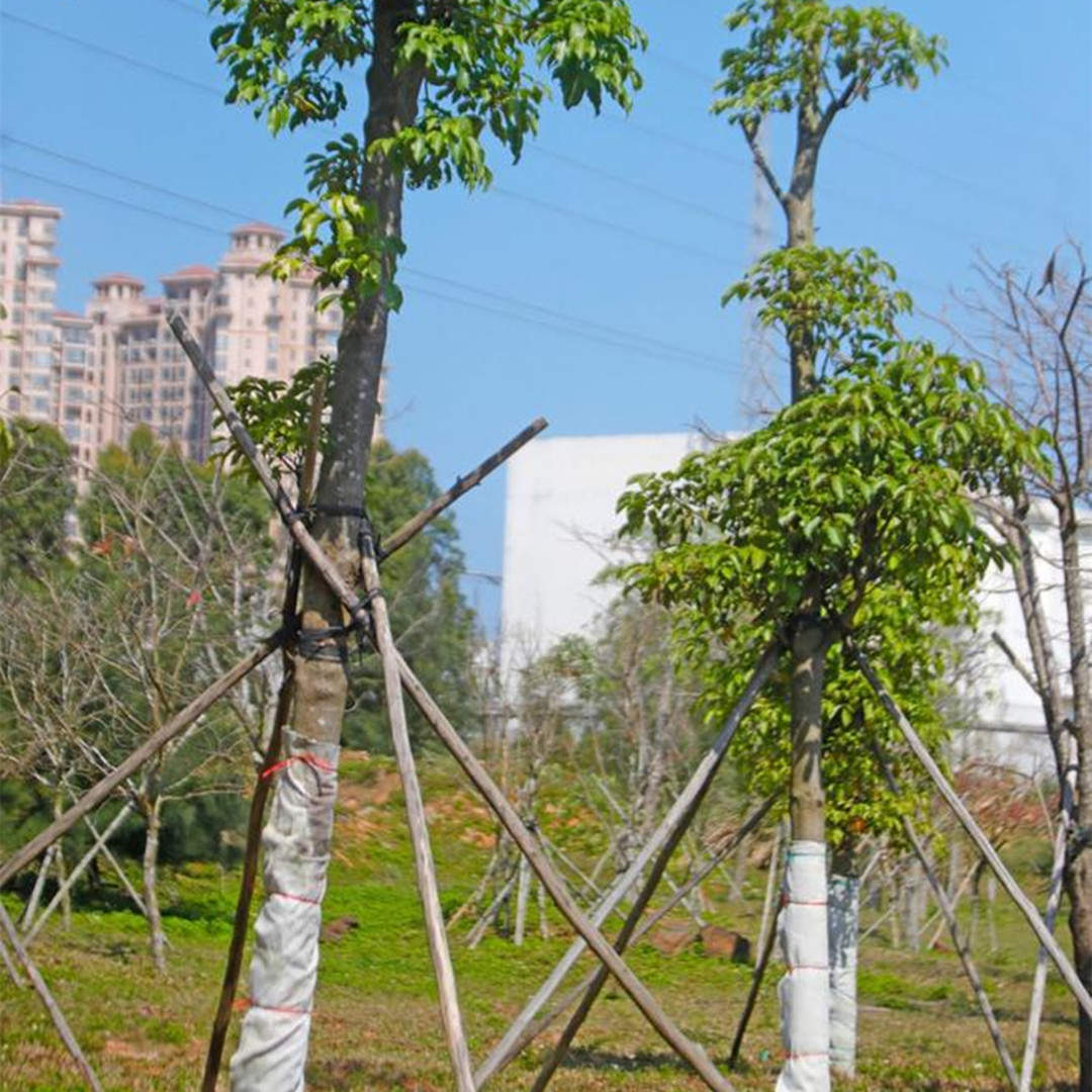 綠化苗木在園林綠化工程建設(shè)中的作用