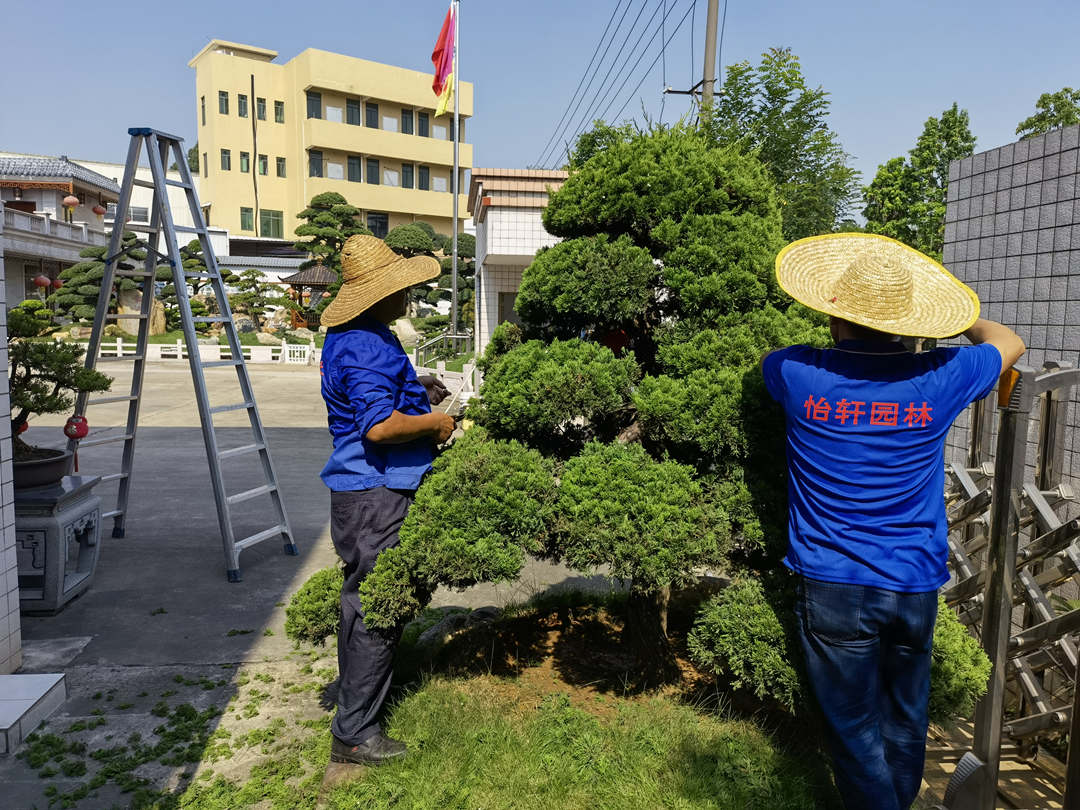 五月份園林綠化養(yǎng)護(hù)花灌木的造型修剪