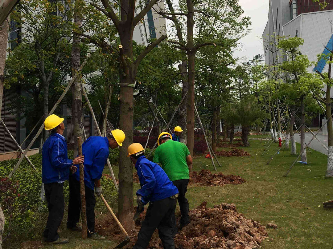 園林綠化工程工人正在栽植樹木