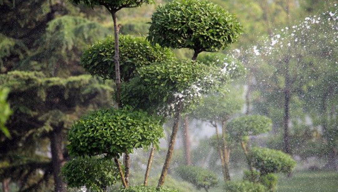 園林綠化養(yǎng)護(hù)過程中不同植物有著不同的澆灌技巧