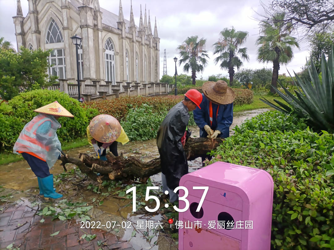 園林綠化養(yǎng)護工人正在清理倒伏的樹木