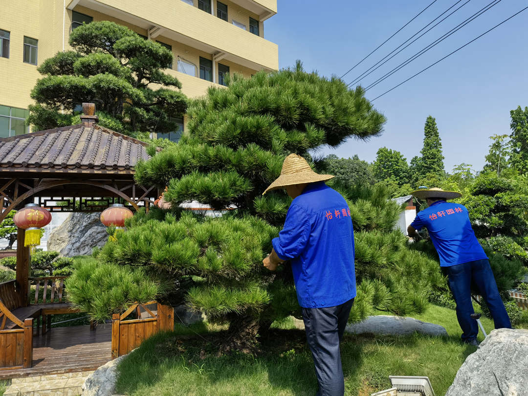 園林綠化養(yǎng)護(hù)修剪