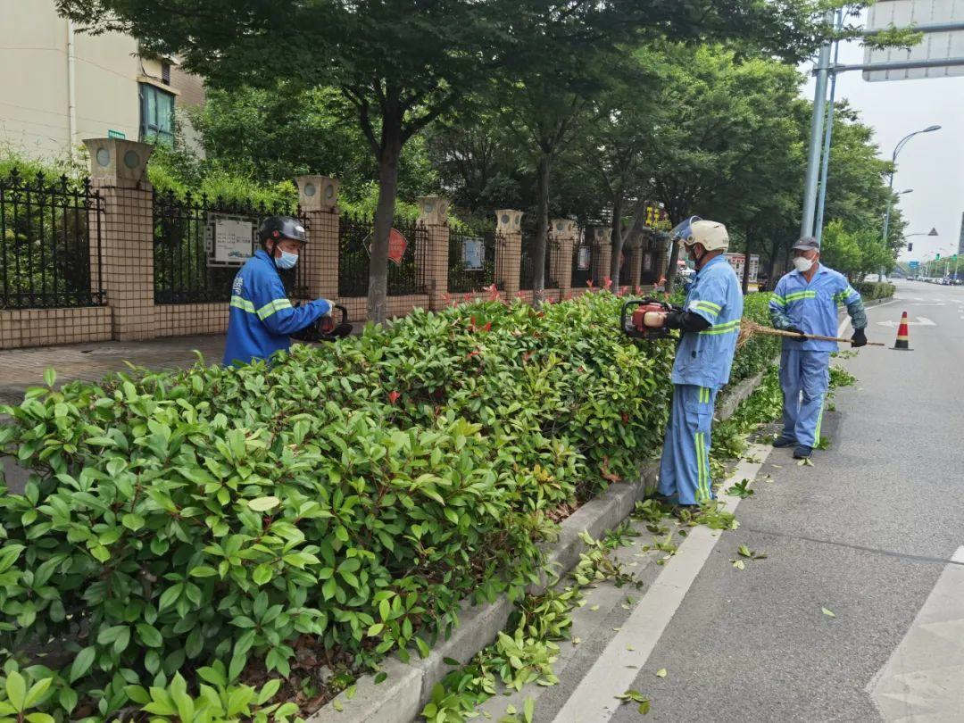 綠化養(yǎng)護(hù)道路綠化帶修剪