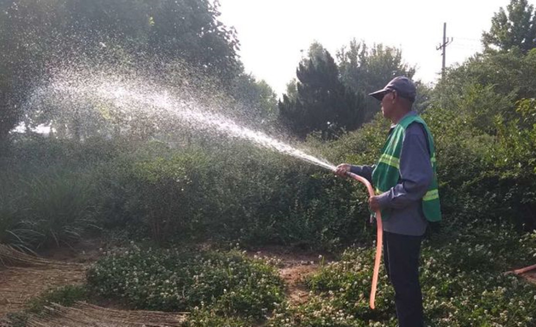 綠化苗木澆水