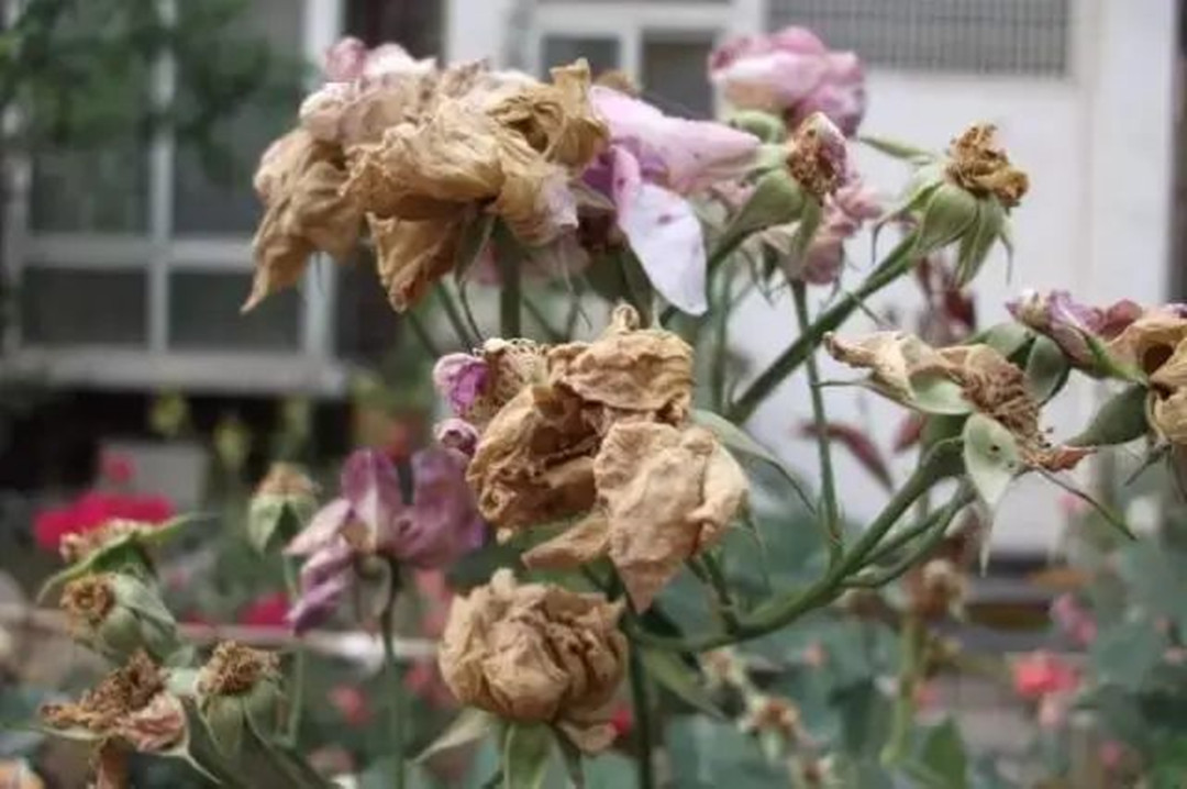 花草在冬天枯萎的原因