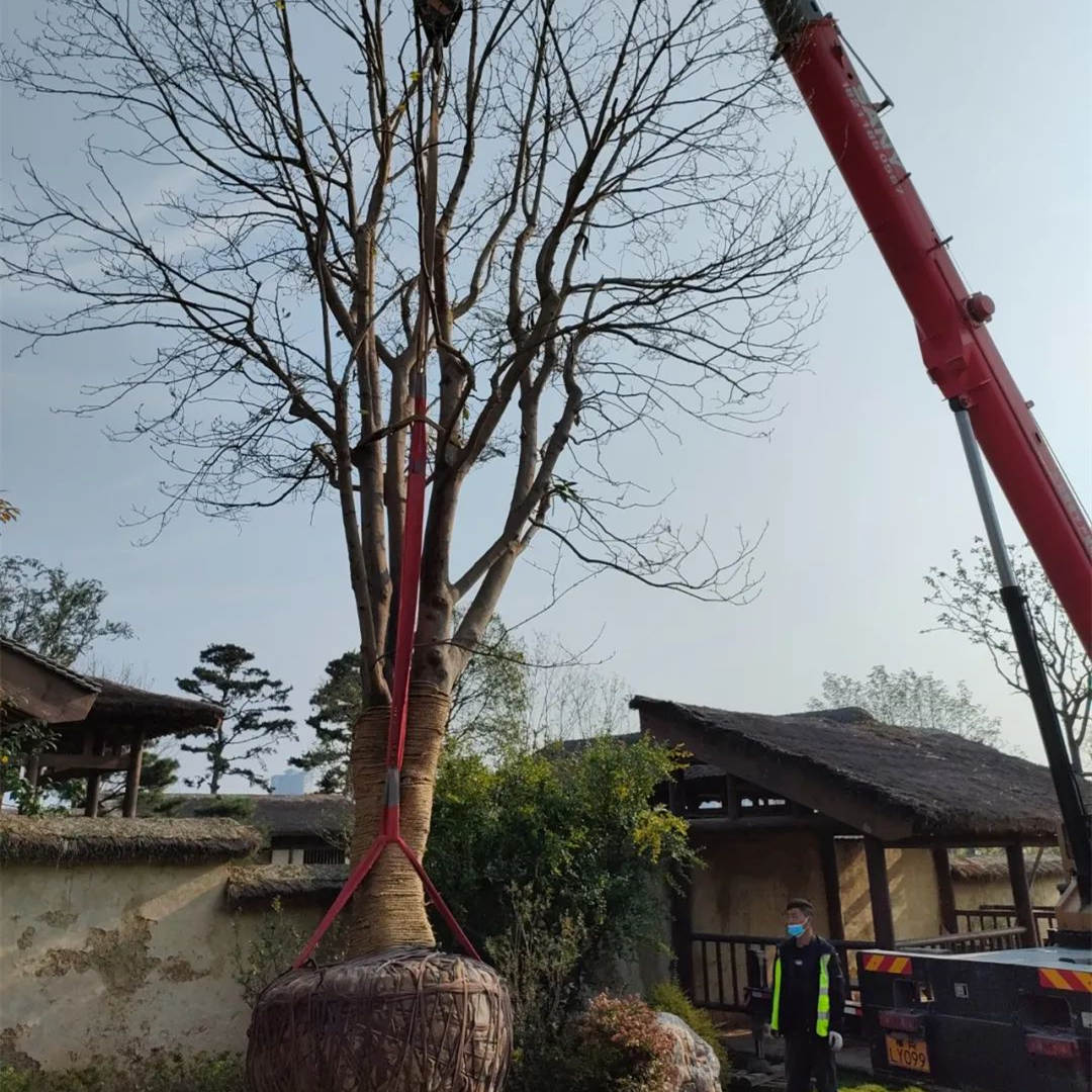 園林綠化工程景觀大樹移植