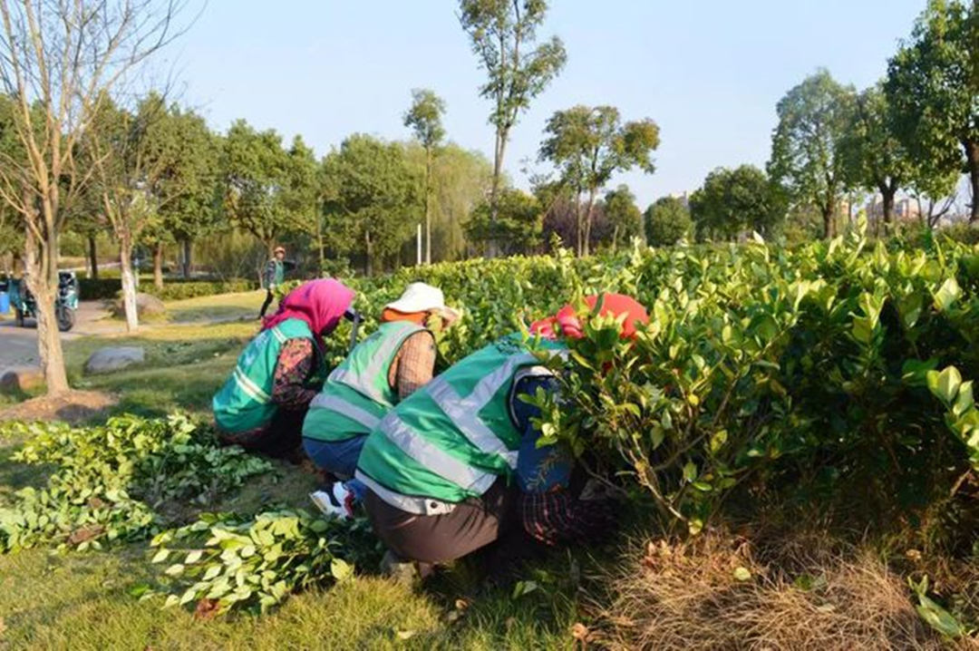 園林綠化養(yǎng)護補植工作