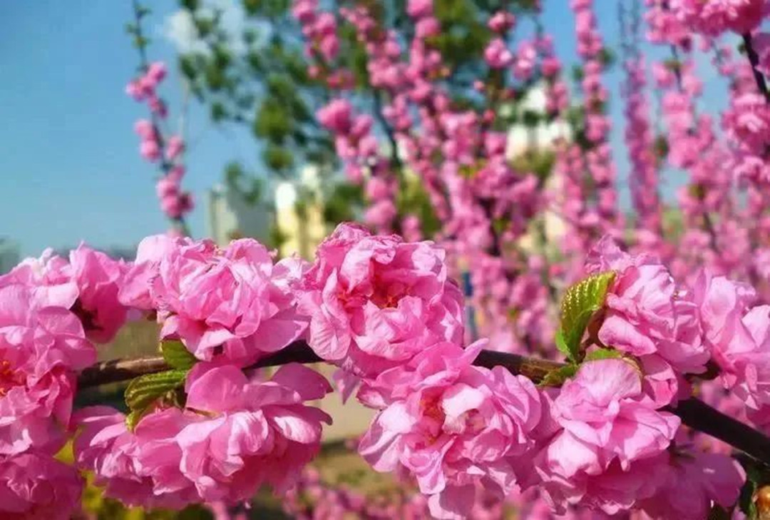 園林景觀工程常用的觀花樹種