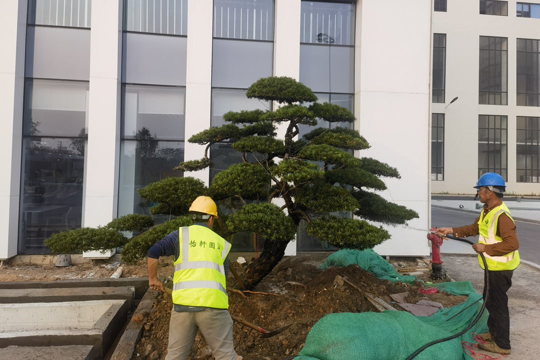 園林綠化工程景觀大樹(shù)的移植栽種