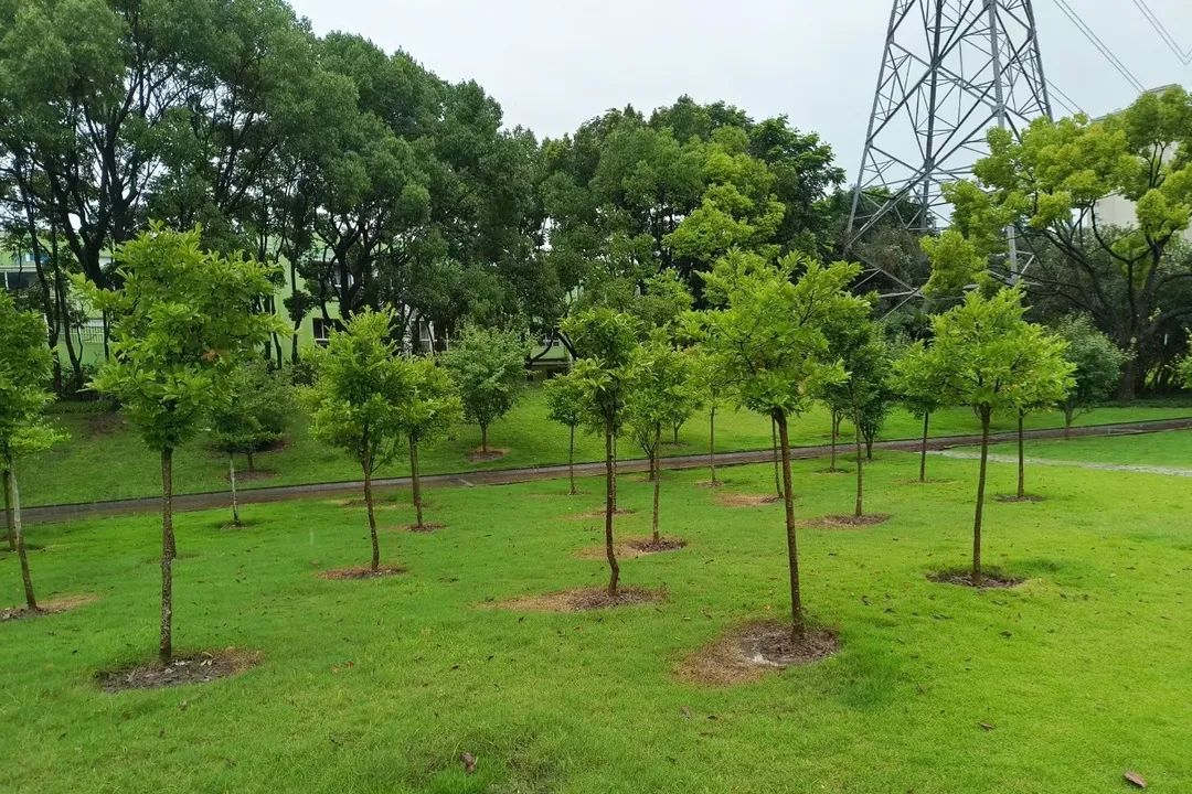 雨季綠化養(yǎng)護排澇