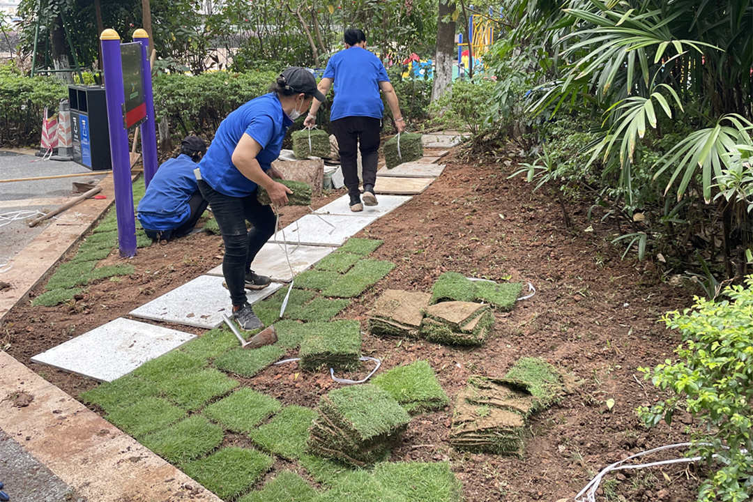 秋季園林綠化養(yǎng)護鋪植草坪