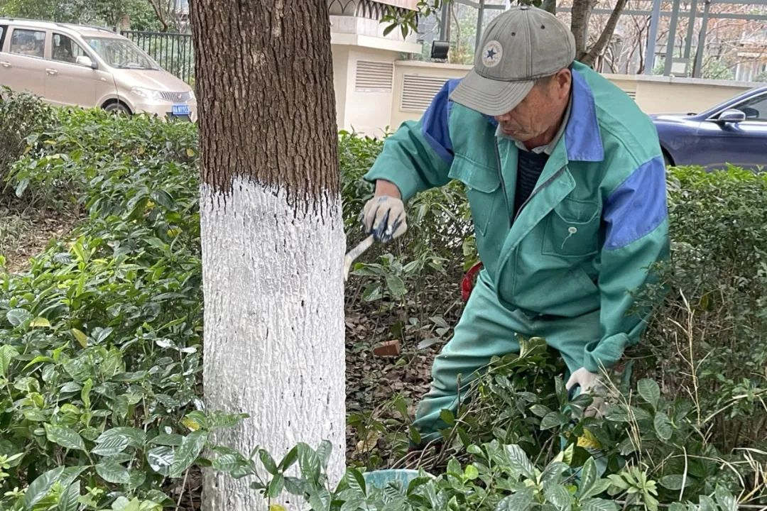 園林綠化養(yǎng)護涂白