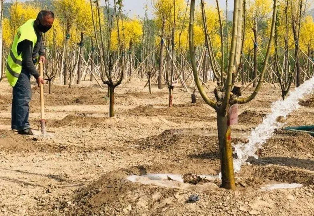 園林綠化工程苗木移植澆定跟根水