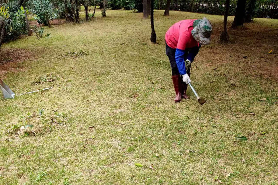 冬季綠化養(yǎng)護除草