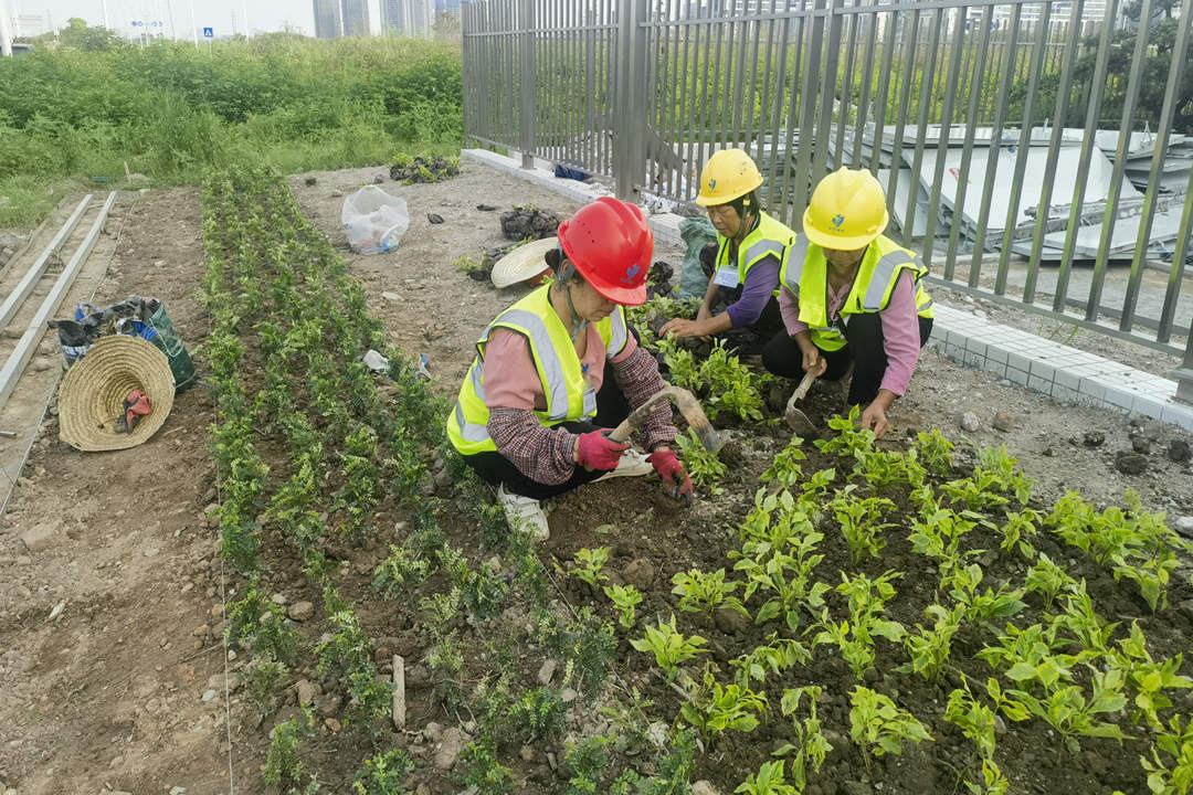 園林綠化工程種植規(guī)范